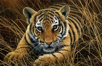 Tiger Cub Fine Art Print