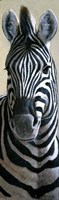 Zebra Fine Art Print