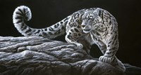 Snow Leopard Fine Art Print