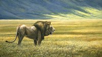 His Domain Lion Fine Art Print