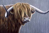 Highland Bull Rainy Day Fine Art Print