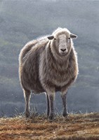 Herdwick Sheep Fine Art Print