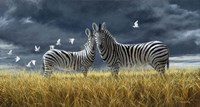 Coming Of Rain Zebra Fine Art Print