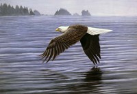 Low Flight Bald Eagle Fine Art Print
