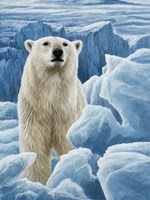 Ice Bear Polar Bear Fine Art Print