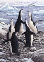 Chorus Chinstrap Penguins Fine Art Print