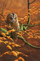 Autumn Tawny Owl Fine Art Print
