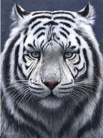 White Tiger Ghost Fine Art Print