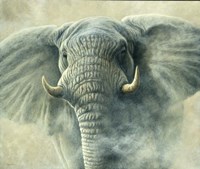 Storm Elephant Fine Art Print
