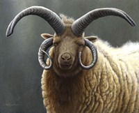 Loaghtan Ram Fine Art Print