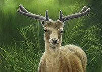 Fallow Buck In Velvet Fine Art Print