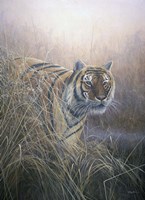 Tiger At Dawn Fine Art Print
