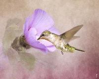 A Taste of Nectar Hummingbird Fine Art Print