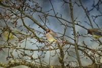 A Taste Of Sunshine Cedar Wax wings Fine Art Print