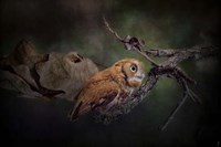 After The Acorns Fall Fine Art Print