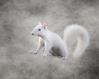 Albino Squirrel Fine Art Print