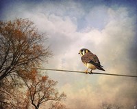 American Kestrel In Autumn Fine Art Print