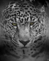 An Intense Stare Fine Art Print