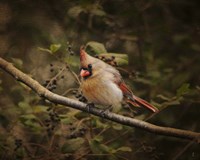 Anticipating Winter Cardinal 2 Fine Art Print