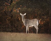 Autumn Doe Fine Art Print