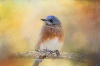 Autumn's Treasure Fine Art Print