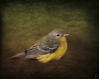 Baby Warbler Fine Art Print