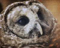 Barred Owl Fine Art Print