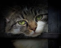 Behind Bars Fine Art Print