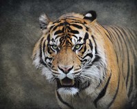 Bengal Tiger Fine Art Print