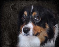Bernese Mountain Dog Fine Art Print