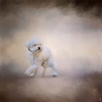 Bichon On The Go Fine Art Print