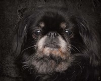 Black Pekingese Portrait Fine Art Print