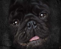Black Pug Portrait Fine Art Print