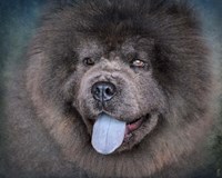 Blue Chow Chow Portrait Fine Art Print