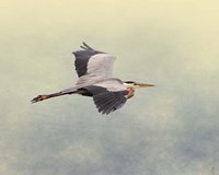Blue Heron In Flight 1 Fine Art Print