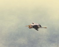 Blue Heron In Flight 2 Fine Art Print