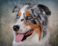 Blue Merle Australian Shepherd Portrait Fine Art Print