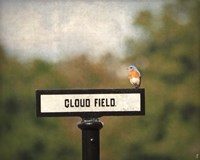 Bluebird At Cloud Field Fine Art Print