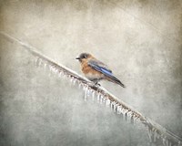 Bluebird Braving The Cold Fine Art Print