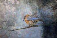 Bluebird In Winter Fine Art Print