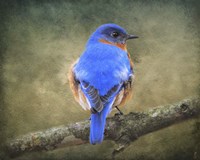 Bluebird Portrait Fine Art Print