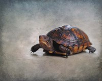 Box Turtle Portrait Fine Art Print