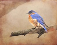 Braving Autumn Bluebird Fine Art Print