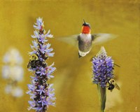 Breakfast With The Bees Hummingbird Fine Art Print