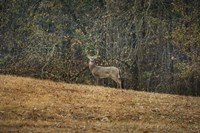 Buck At Pinson Mounds Fine Art Print