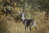Buck In Autumn Fine Art Print
