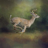 Buck On The Run Fine Art Print