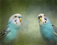Budgie 4 Fine Art Print