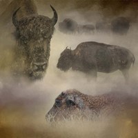Buffalo Dreams Fine Art Print