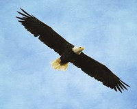 By His Grace Bald Eagle Fine Art Print